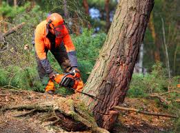 Best Tree and Shrub Care  in Carleton, MI